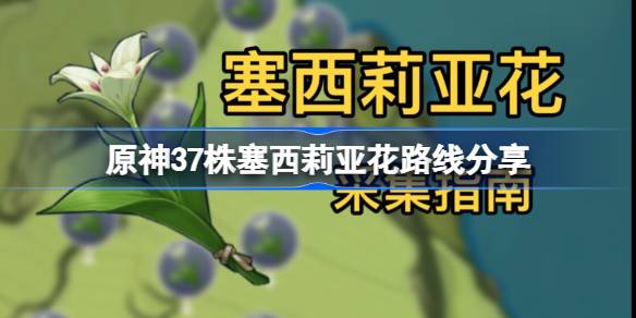 原神4.4塞西莉亚花全采集路线